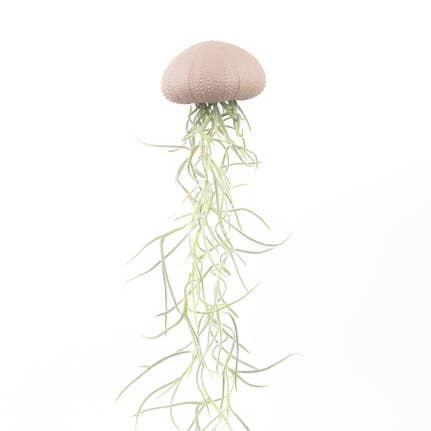 JP deco - Venta al por mayor Plantas naturales - Tillandsia colgada en erizo de mar rosa medio