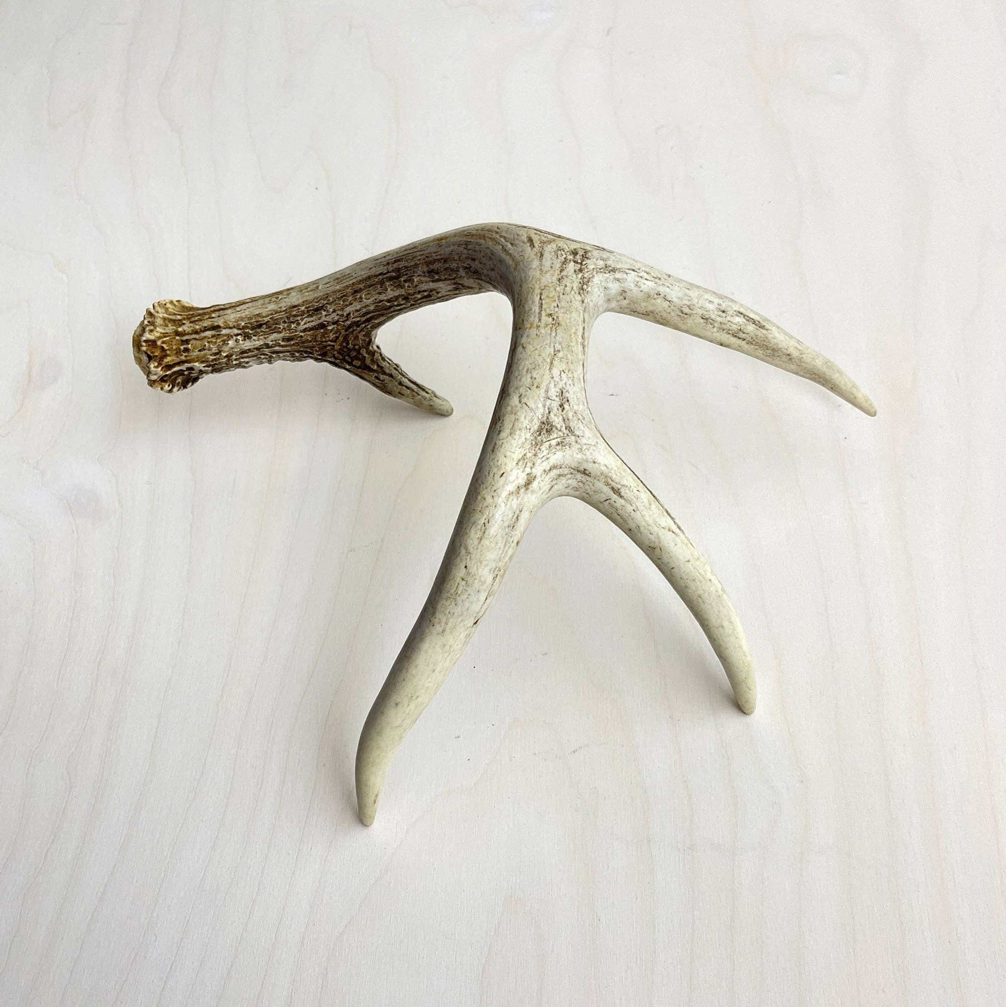 Farmhaus + Co. - Wholesale Decorative Tabletop Object - Antler Accents - Gilded9