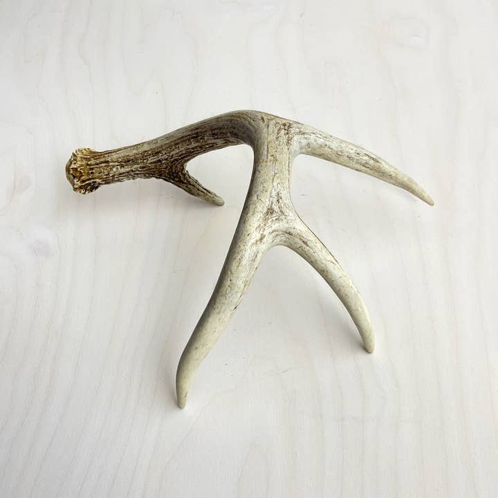 Farmhaus + Co. - Wholesale Decorative Tabletop Object - Antler Accents - Gilded9