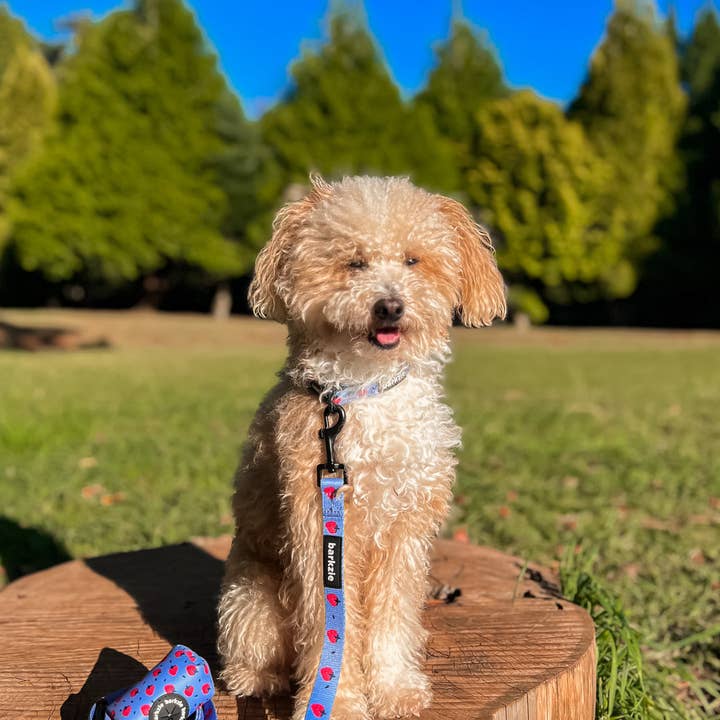 barkzie - Venta al por mayor Correa - Perros - Correa Huelva de 1,50 m para perro5