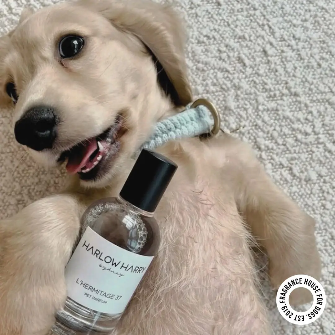 HARLOW HARRY - Wholesale Pet Spray - Dog - Dog Perfume | L'hermitage 374
