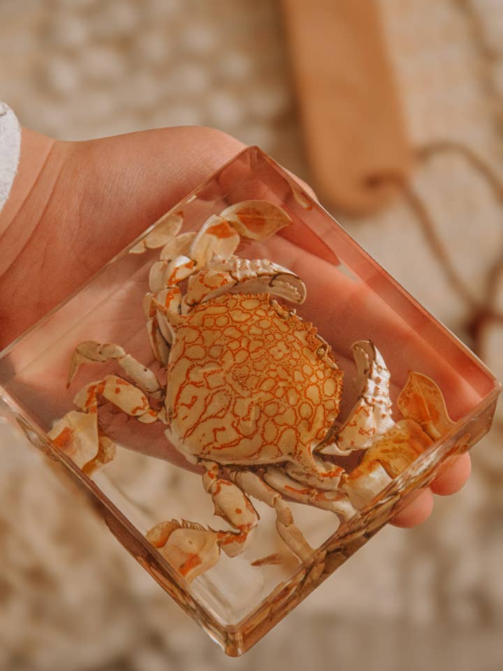 Especimen de Cangrejo Flor de Luna para venta al por mayor de Our Earth Life