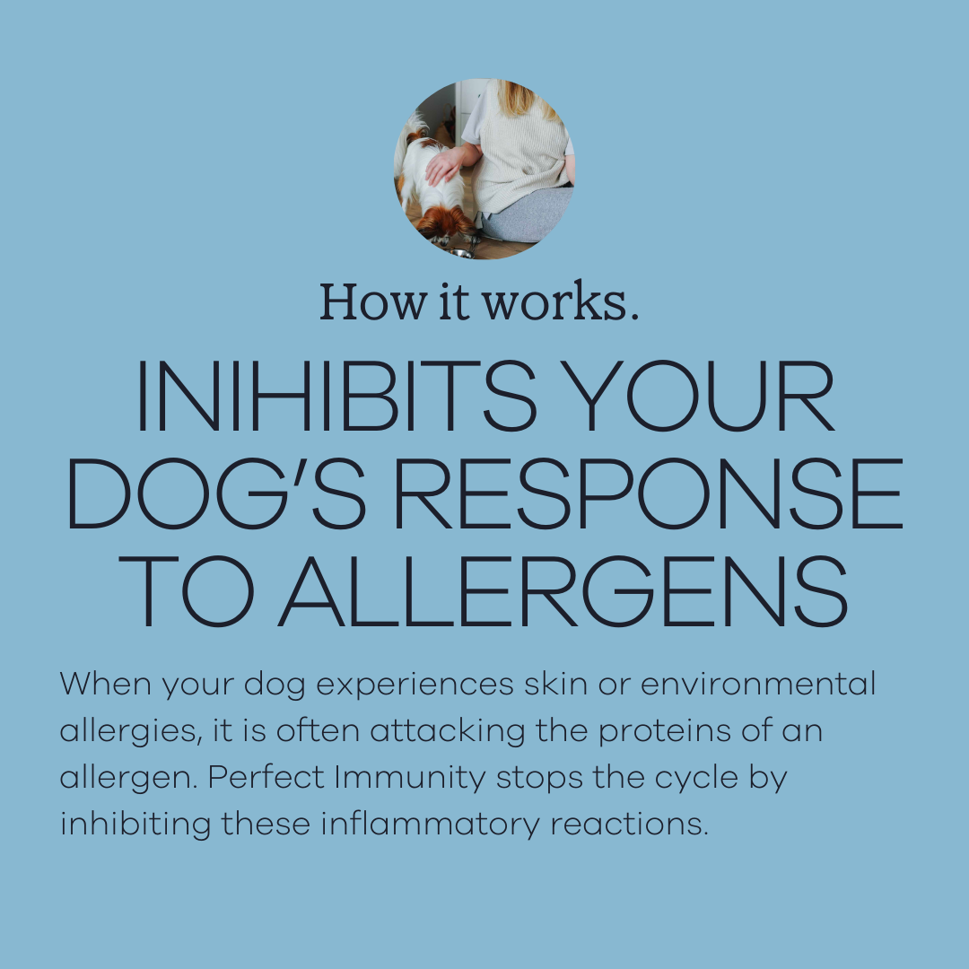 Yumwoof Natural Pet Food - Wholesale Pet Supplement - Dog - Perfect Immunity3