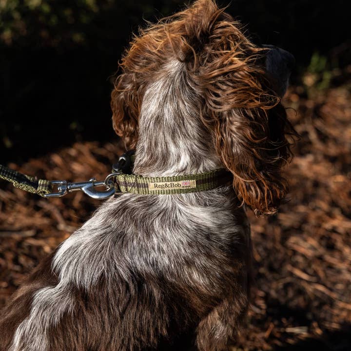 Reg&Bob Collar Khaki stripe for wholesale by Reg&Bob