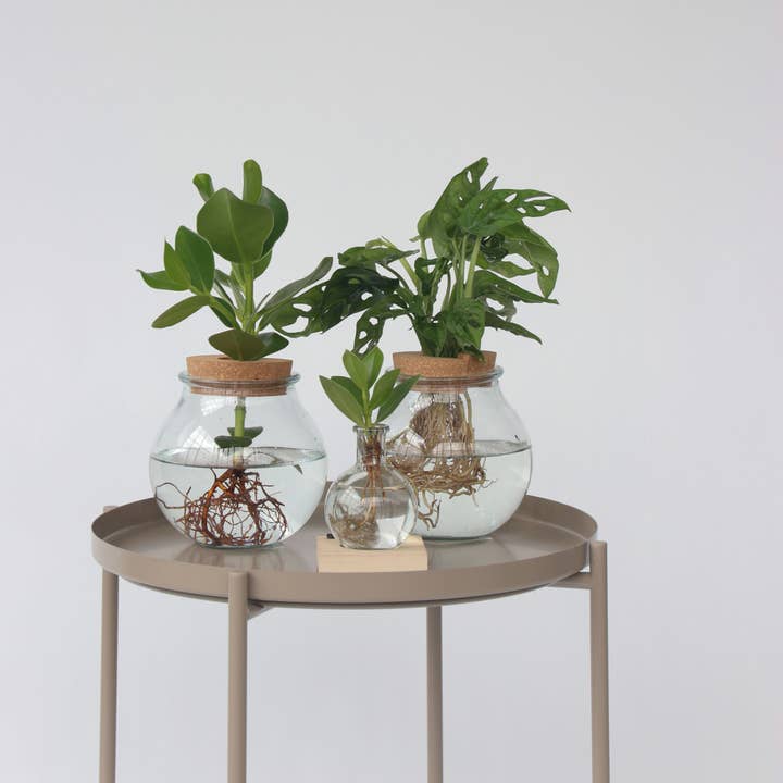 Oasis of Life - Wholesale Live plant - Clusia Rosea Hydroponic Plant – Balsam Apple in Glass with LED Light & Stand – Height 15-20cm – Ø8cm – Easy-Care Hydroponic Houseplant – Decorative Gift Idea for Home & Office4