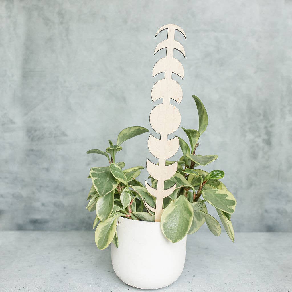 PlantsNsht – wholesale Spaljé – Månen Fas Växt Spaljé7