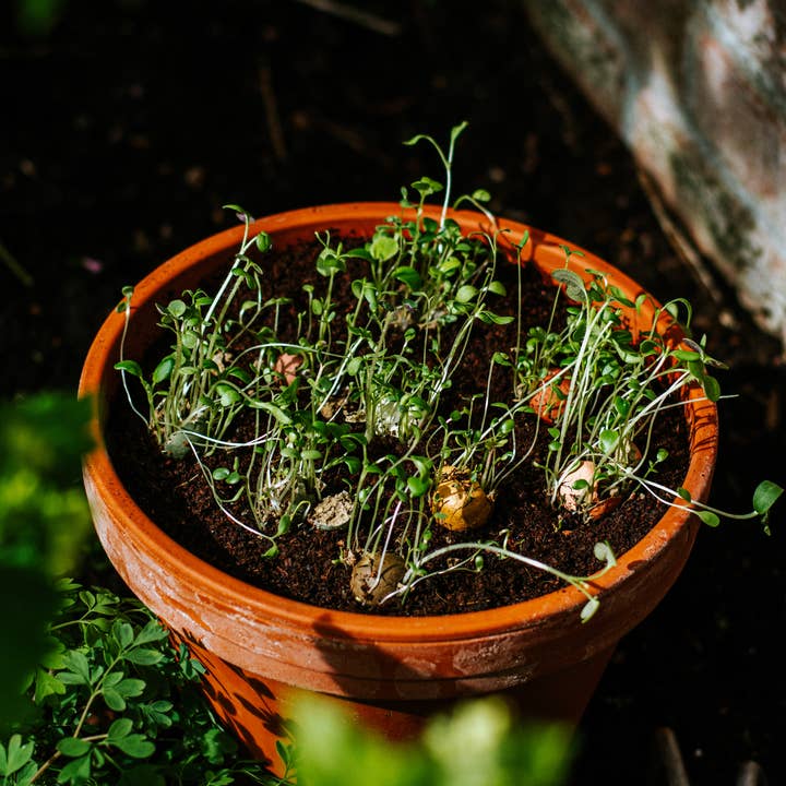 Blossombs - Wholesale Plant Seeds - Gift Box – Flowers for the sweetest Mum – with 4 Blossombs2