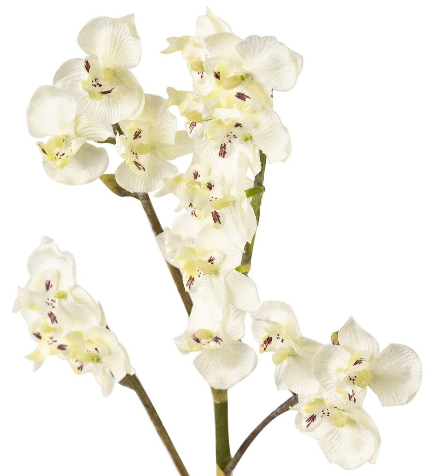 Closer2Nature - Venta al por mayor Flores artificiales - Orquídea Phalaenopsis Miniatura blanca artificial con tallo único de 69 cm1