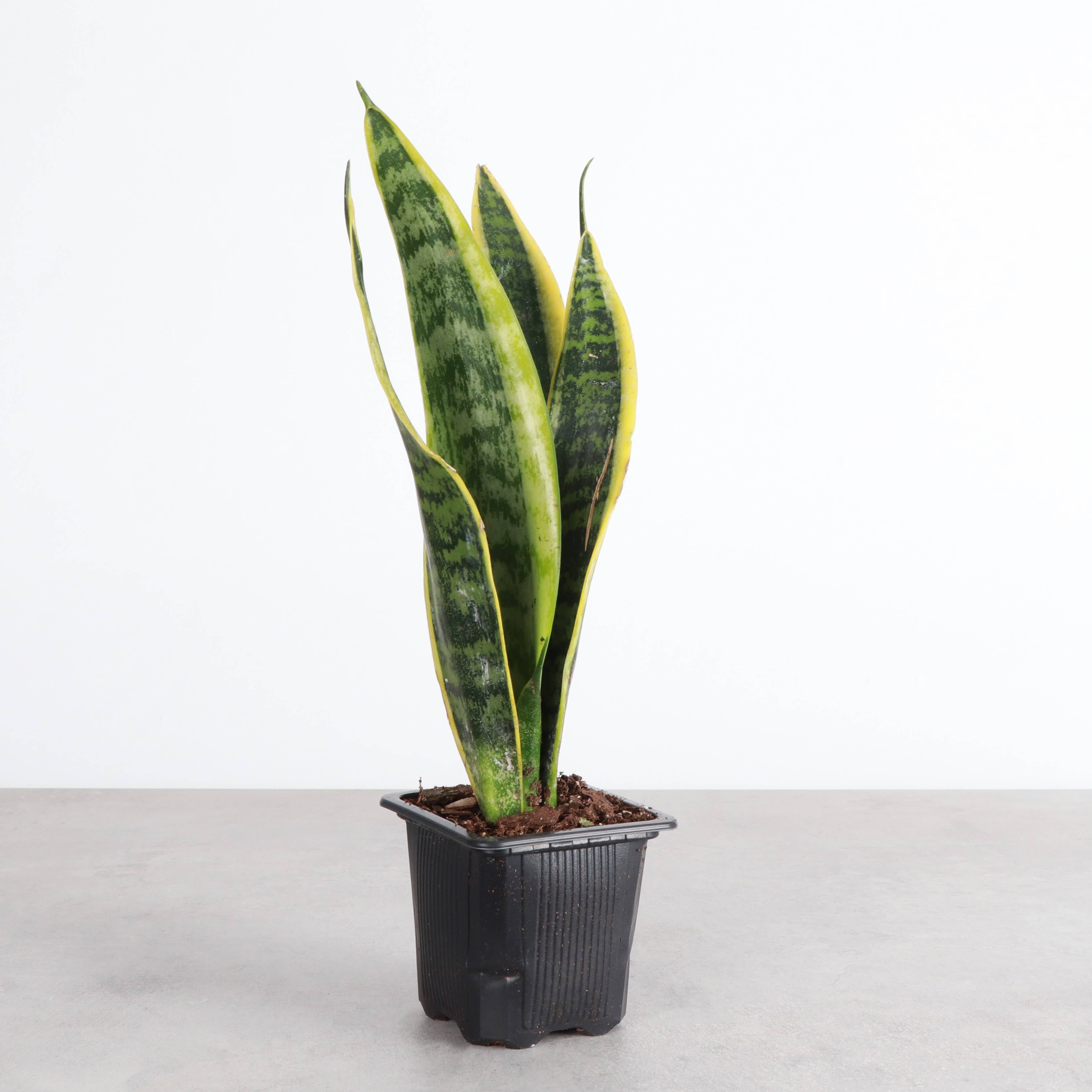 Thorsen's Greenhouse - Wholesale Live Plant - Snake 'Laurentii', Variegated Snake Plant - Live Plant4