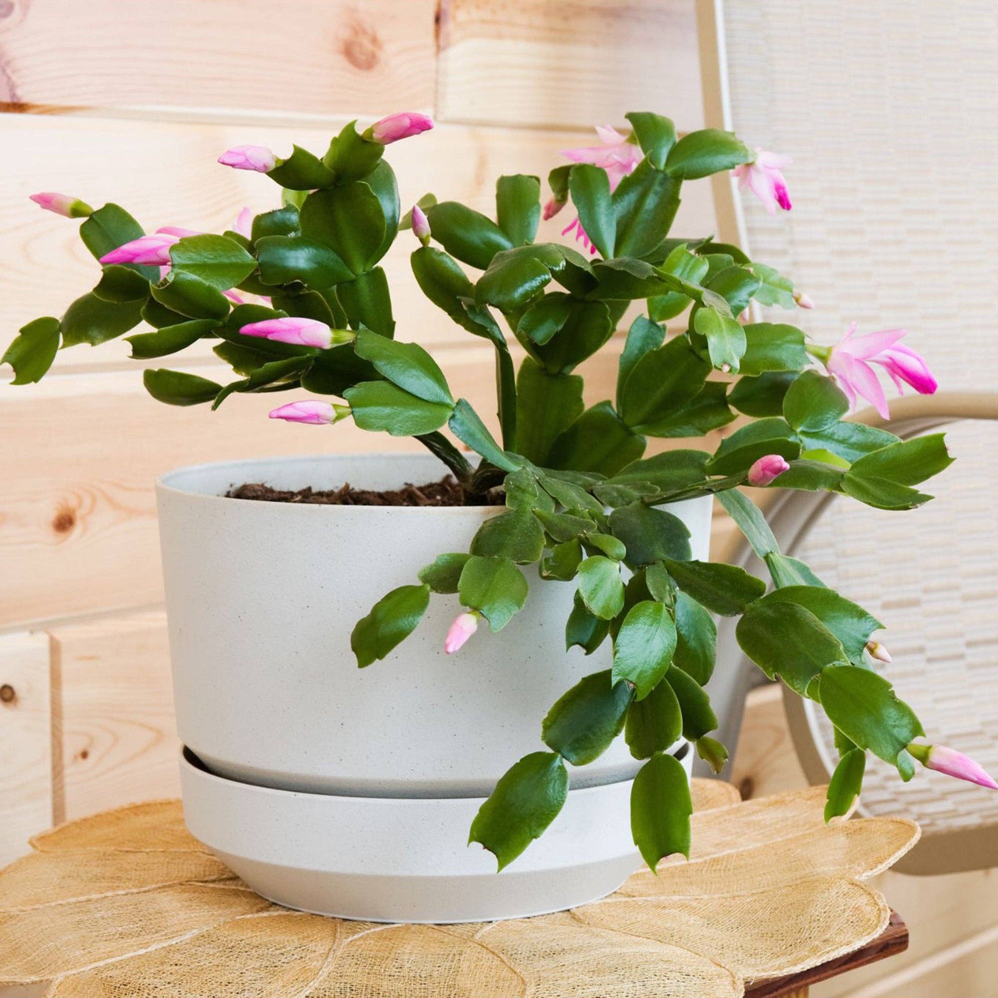 Kurated Korner – Großhandel Pflanz-/Blumenerde – Soil Sunrise Blumenerde-Mischung für Weihnachtskakteen4