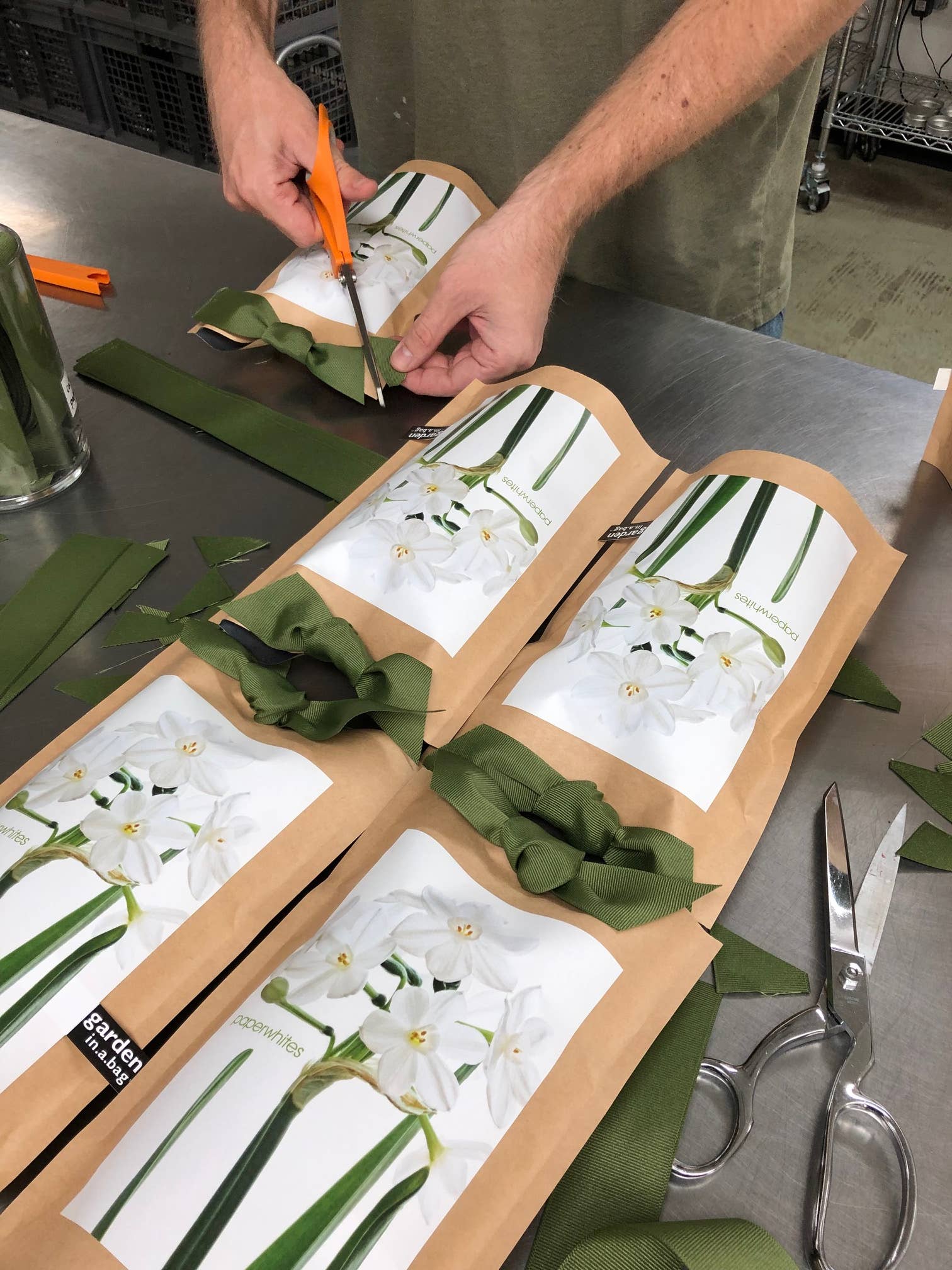 Potting Shed Creations, Ltd. - Wholesale Live Plant - Garden in a Bag Paperwhites | Fall & Christmas | Best Seller1