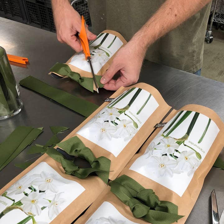 Potting Shed Creations, Ltd. - Wholesale Live Plant - Garden in a Bag Paperwhites | Fall & Christmas | Best Seller1