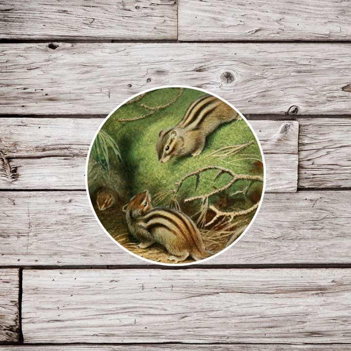 NatureCuts - Wholesale Sticker - Chipmunk Sticker, Animal Sticker, Natural History Sticker