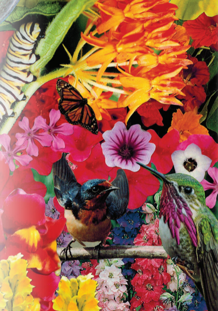 Sow True Seed - Vente Graines de plantes - Mélange de graines de fleurs - Colibri, papillon, oiseau chanteur1