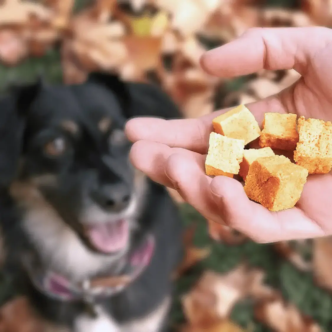 Goodchap's – wholesale Pet treats – Dog – Lil' Scamp's Fish Bites | CDU of 10 Packs 3