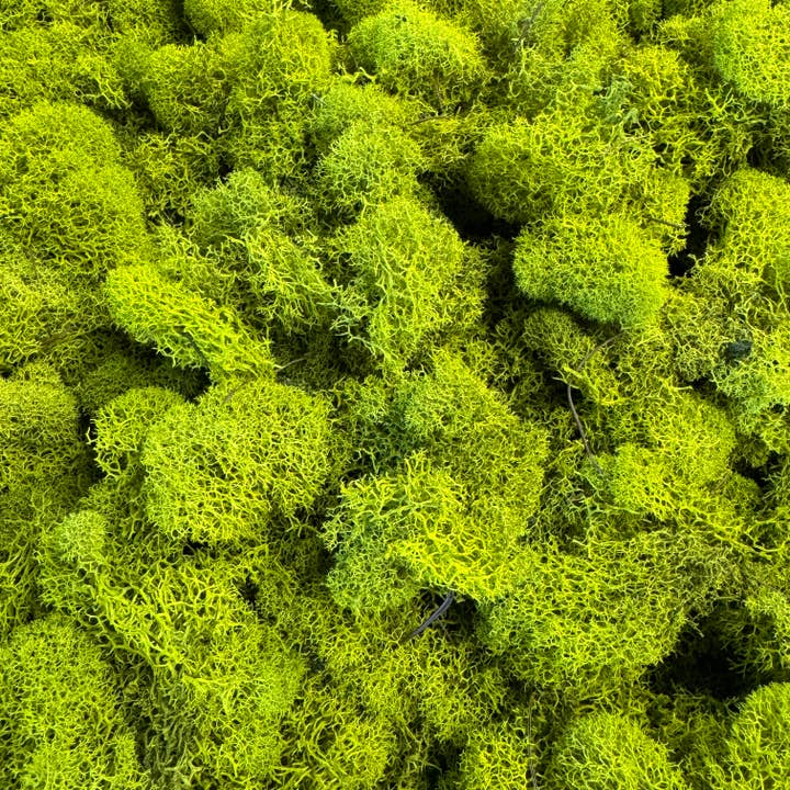 Cute Farms - Wholesale Live Plant - Reindeer Moss - Green1