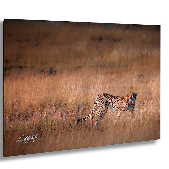 Impression d'art guépard | Maximaliste | Bohème éclatant pour la vente par Clifton Haley Photography