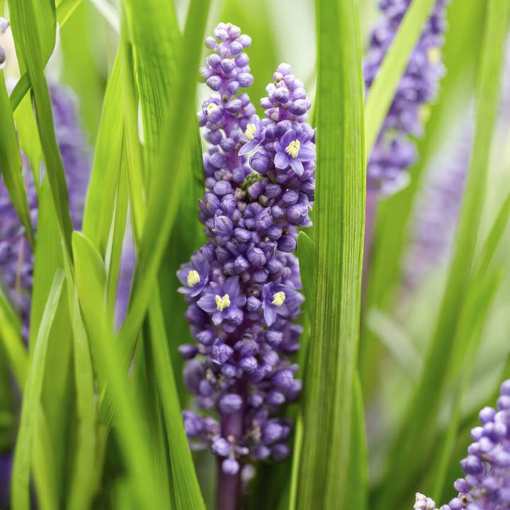 Oasis of Life - Wholesale Live plant - Lilyturf Liriope muscari 'Big Blue' – ↕10-25cm – Ø9cm – 12 plants – Evergreen, Purple flowers, Ground cover, Easy care, Partial shade