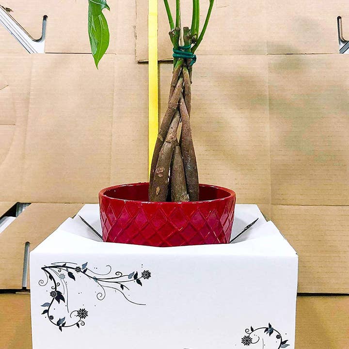 UNIMIX FLORAL - Wholesale Vase - Cardboard Delivery Vase Carry Out