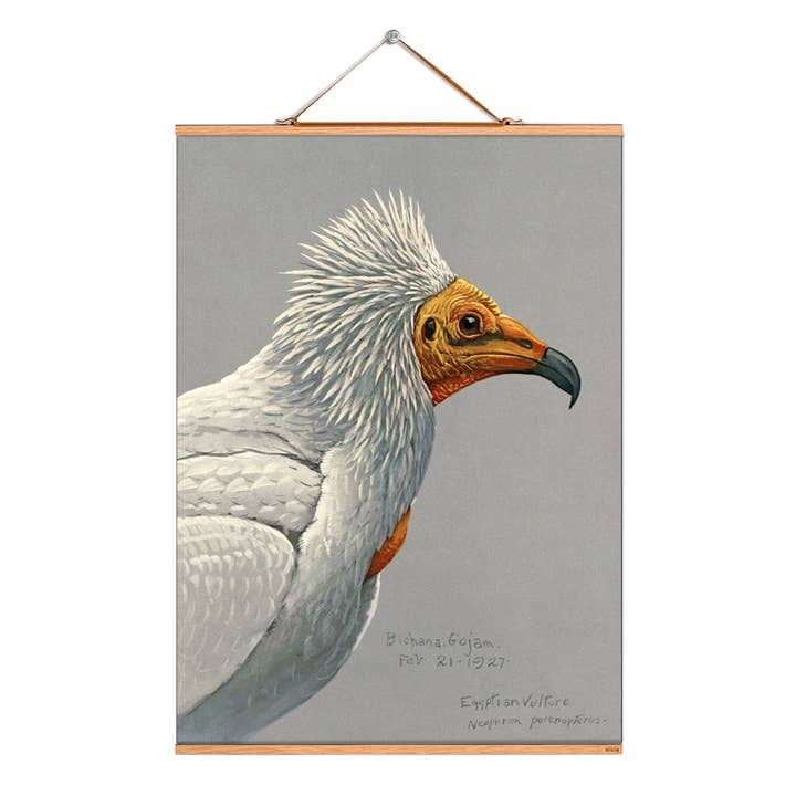 Rulla bild illustration # 216/Fuertes/smutsig gam för wholesale av Eicie