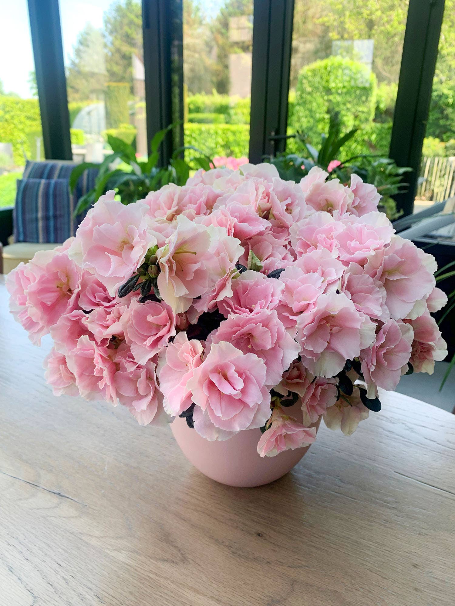 The Little Botanical – wholesale Live plant – Living Premium Azalea Mix – Gift Wrapped with Ribbon8