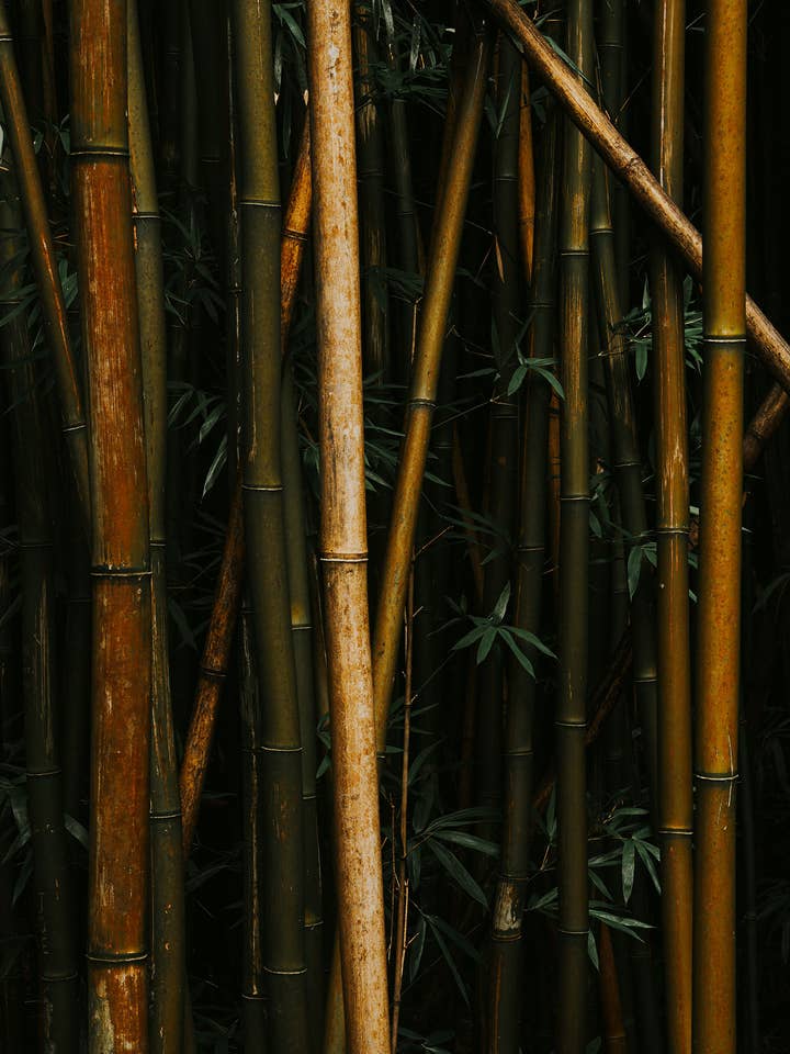 Bamboo III - Hawái - Camino a Hana Imprimir para venta al por mayor de The Kenclare House