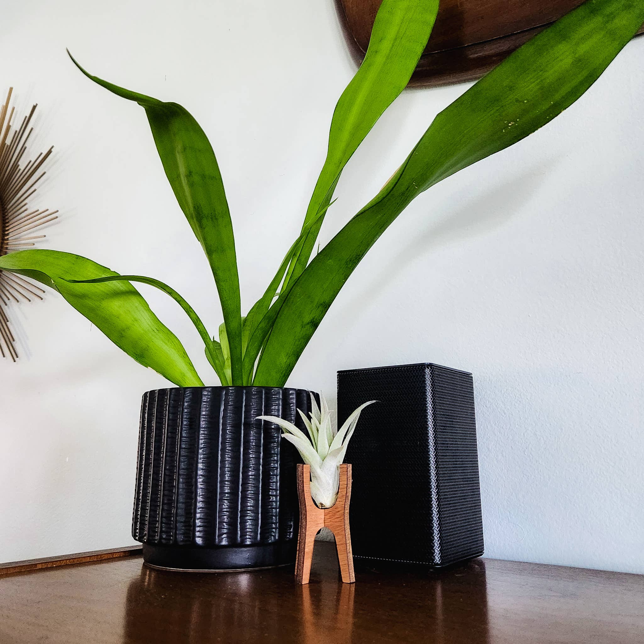 Leaf & Node - Wholesale Plant Pot Stand - MCM Air Plant Display Stands - Wooden Holder6