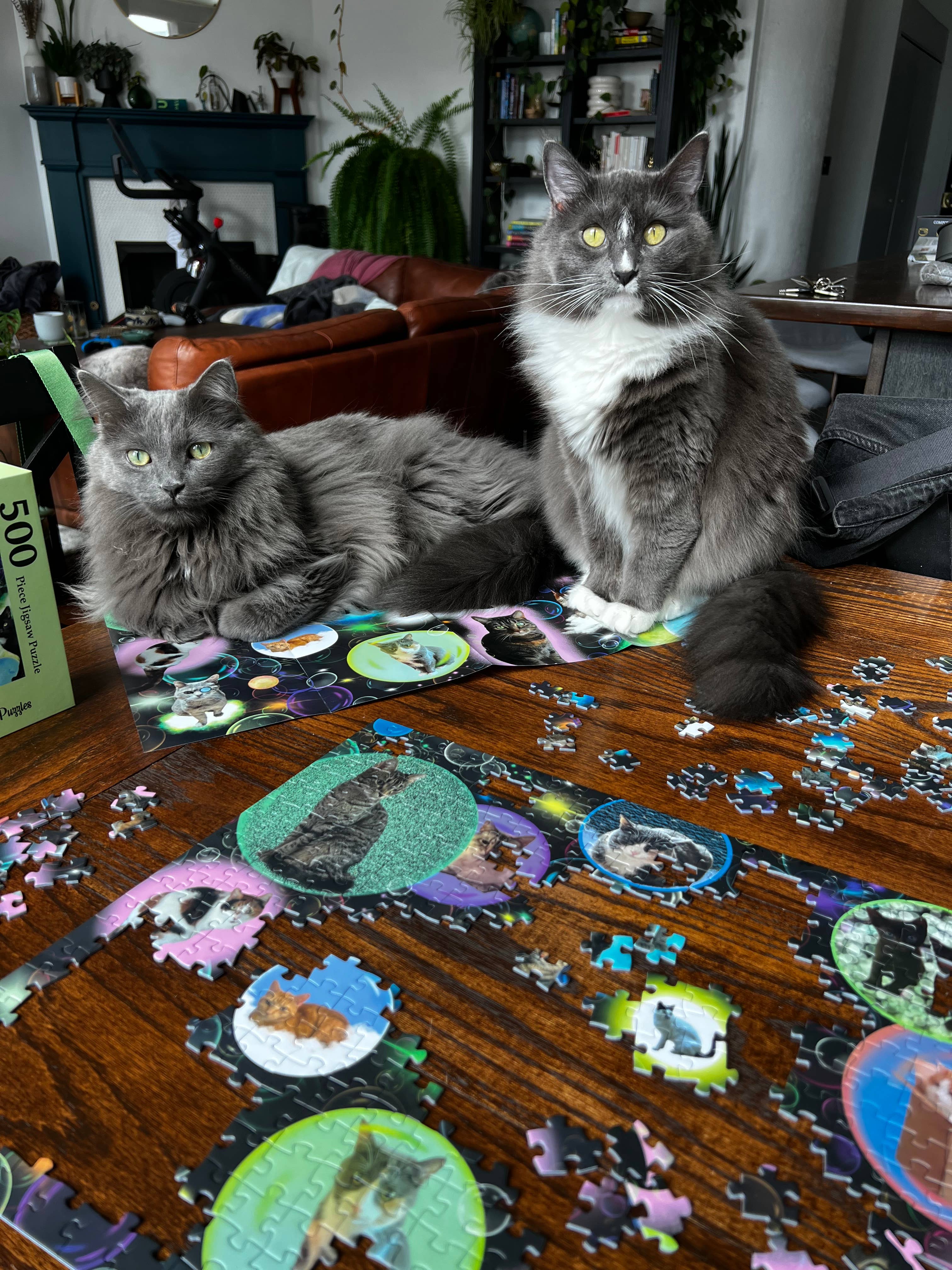 Mimsybird Puzzles – wholesale Puzzle – Adult – Bubble Cats 500-piece Premium Jigsaw Puzzle7
