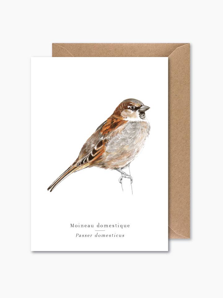 Moineau pour la vente par Papier Mirage