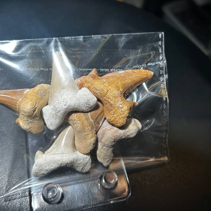 Metaphysical & Healing Crystals - Wholesale Spiritual Stone/Crystal - SHARK TEETH3