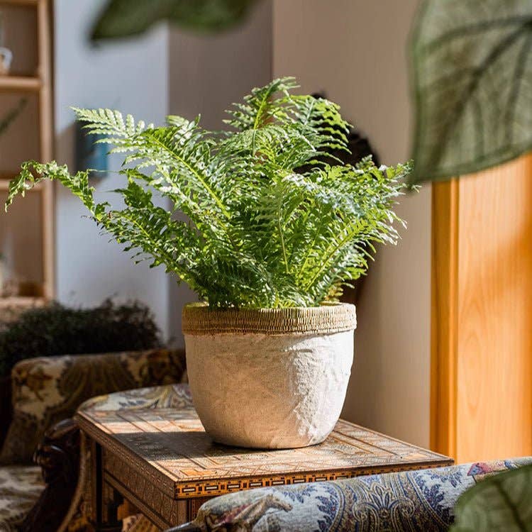 Rustic Reach - Vente Pot - Jardinière en ciment à motif de rotin6