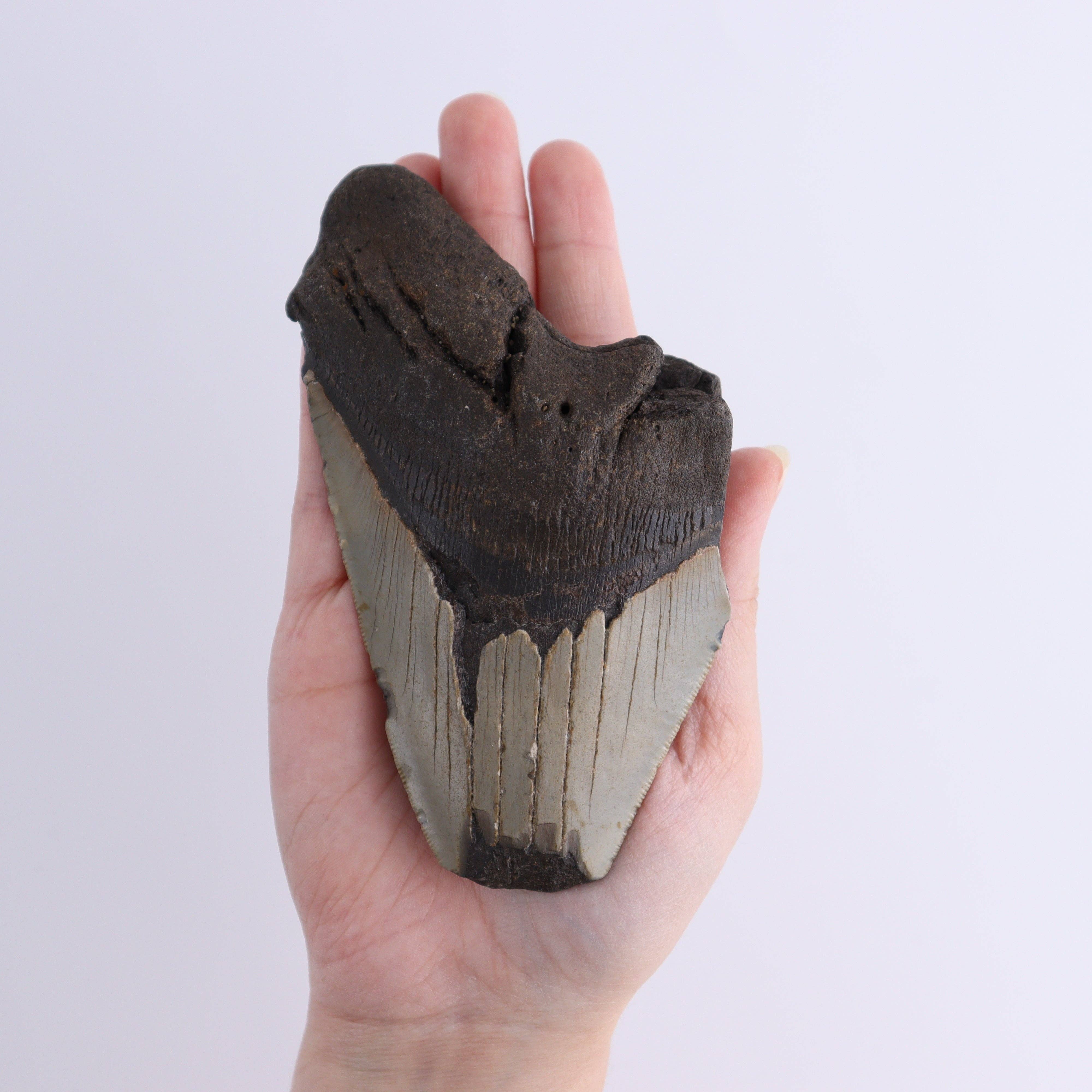 Mi Esperanza Minerals - Wholesale Spiritual Stone/Crystal - Megalodon Teeth Set of 47