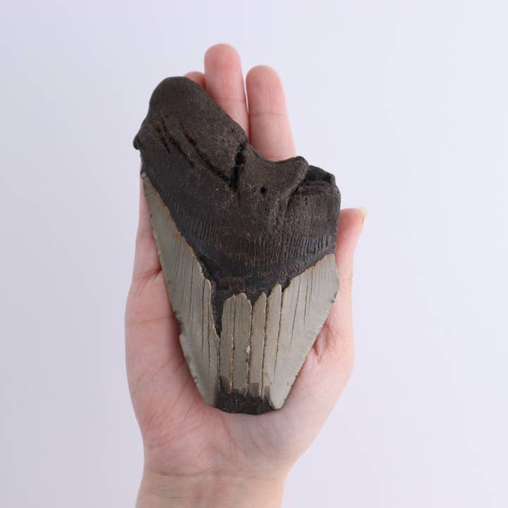 Mi Esperanza Minerals - Wholesale Spiritual Stone/Crystal - Megalodon Teeth Set of 47