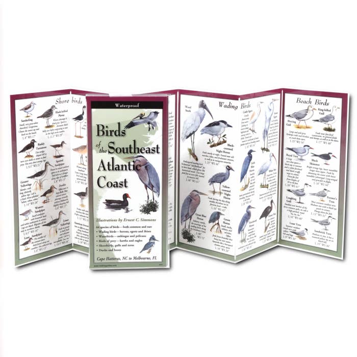 Earth Sky + Water - Wholesale Nature & Outdoors - Birds of the Southeast Atl. Coast1