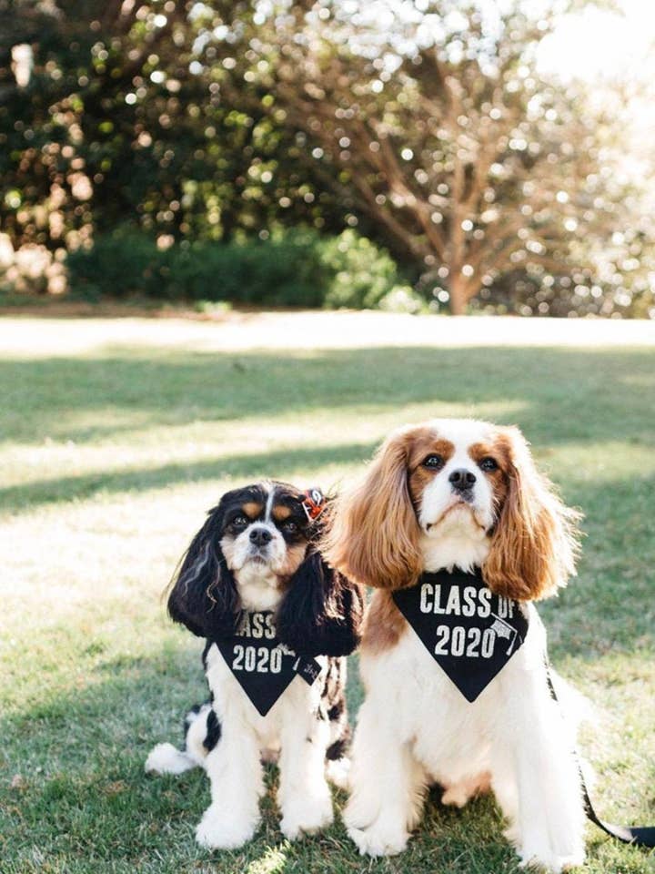 Hondenbandana klasse van 2023 - Graduation Dog Bandana voor wholesale door Tails Up, Pup