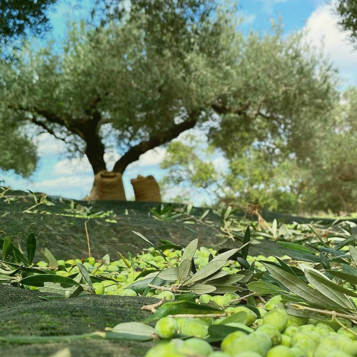 Minos - Wholesale Olive Oil - Minos extra virgin olive oil for salads 500ml can3