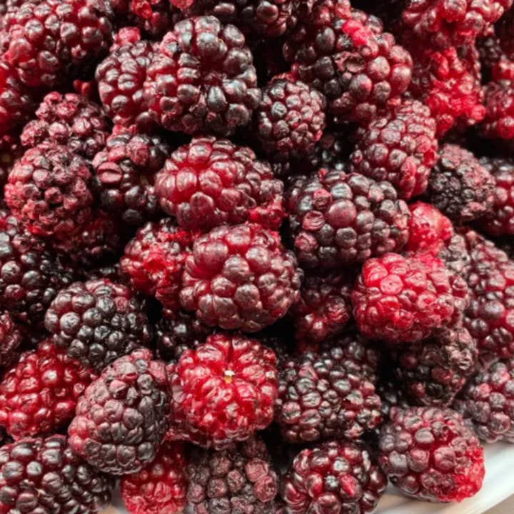 Drink Botanicals Ireland - Wholesale Dried/Dehydrated Fruit - Freeze-Dried Blackberries