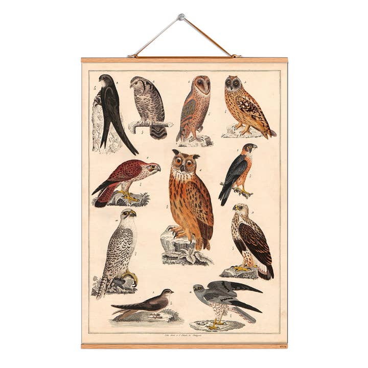 Rollbild Illustration # 188 / Oken / Raubvoegel für den Großhandel von Eicie