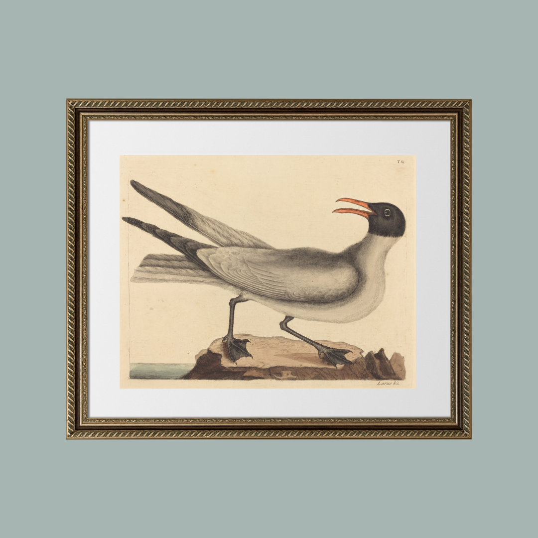 Sea to Skye - Wholesale Art Print - The Laughing Gull Art Print6