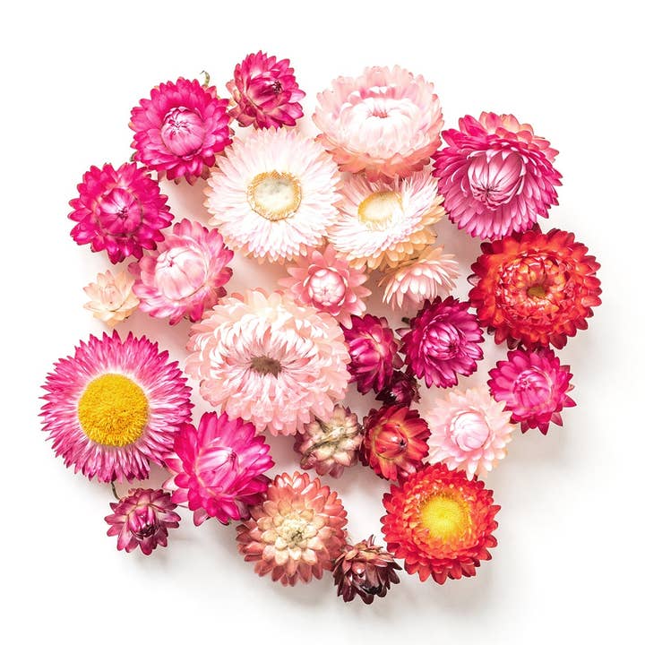 Urban Greens - Wholesale Plant seeds - Urban Greens Australian Native Everlasting Daisies Grow Kit3