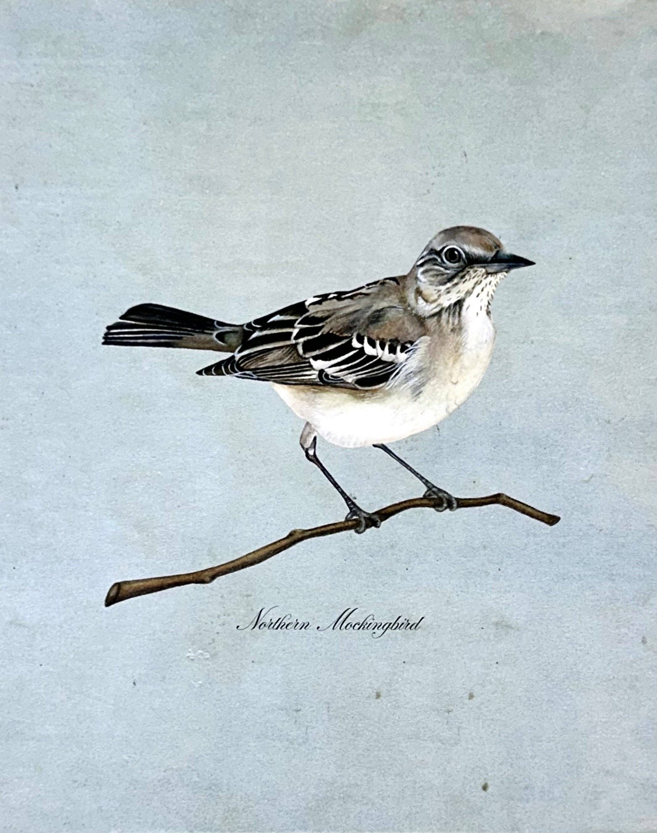 Gilded Palms - Wholesale Art Print - Northern Mockingbird on Blue Print1