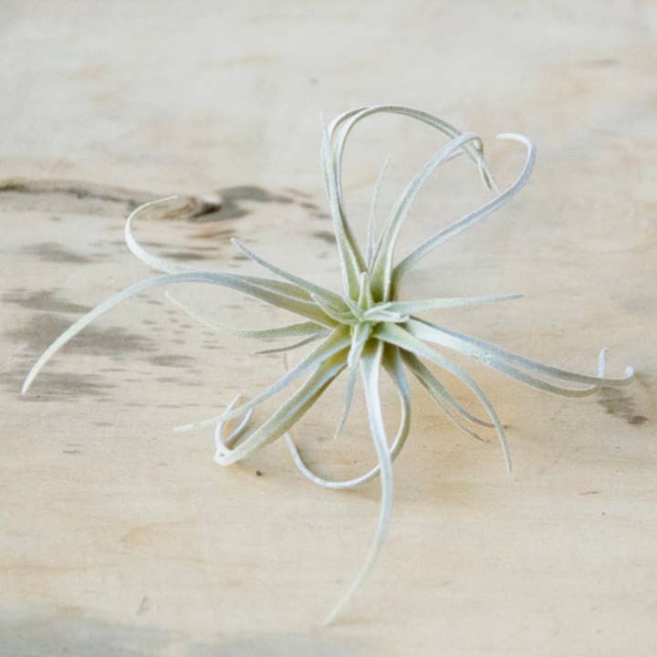 Chive - Wholesale Artificial Plant - Air Plant Artificial Kit - 60 piece Assortment10