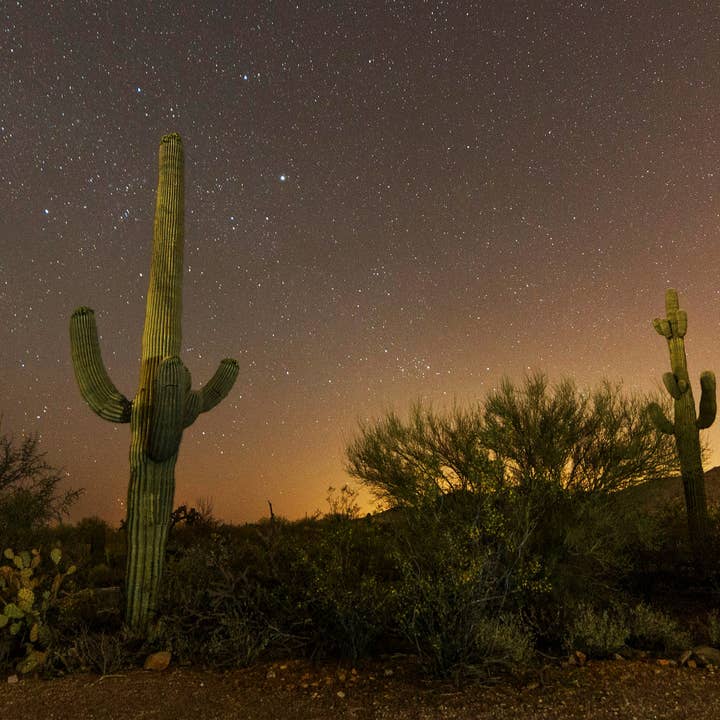 The Jonsteen Company - Wholesale Plant Seeds - Saguaro Cactus | Seed Grow Kit23