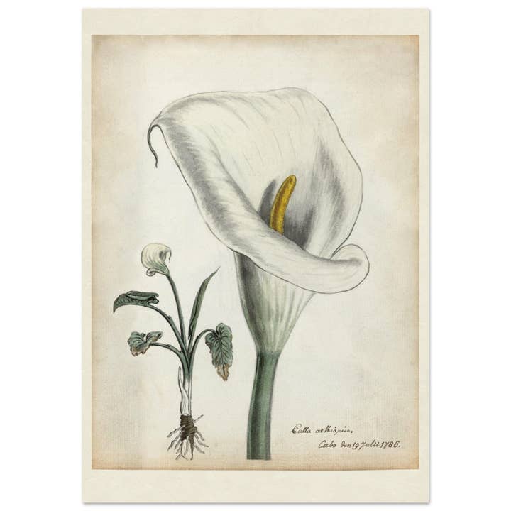 Calla arethiopica voor wholesale door Maison de Paloma
