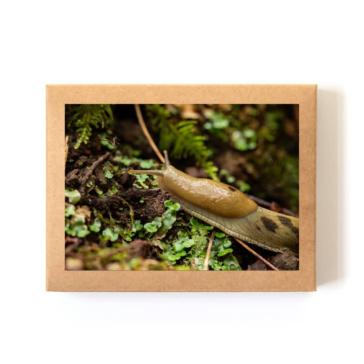 Juego de Tarjetas "Chartreuse" en Caja (8 Tarjetas + Sobres) para venta al por mayor de Andrea Morris Studio