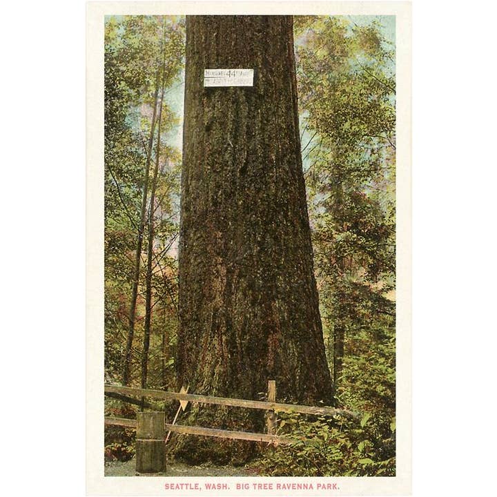 Cartão de Felicitações WA-124 Grande Árvore Parque Ravenna, Seattle por atacado de Found Image Press