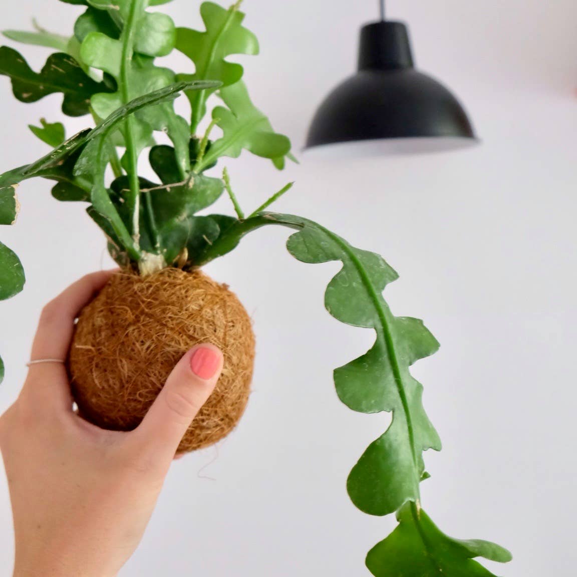 Kokedami Plants – Engroshandel Ægte plante – Kokedama Planteblanding4