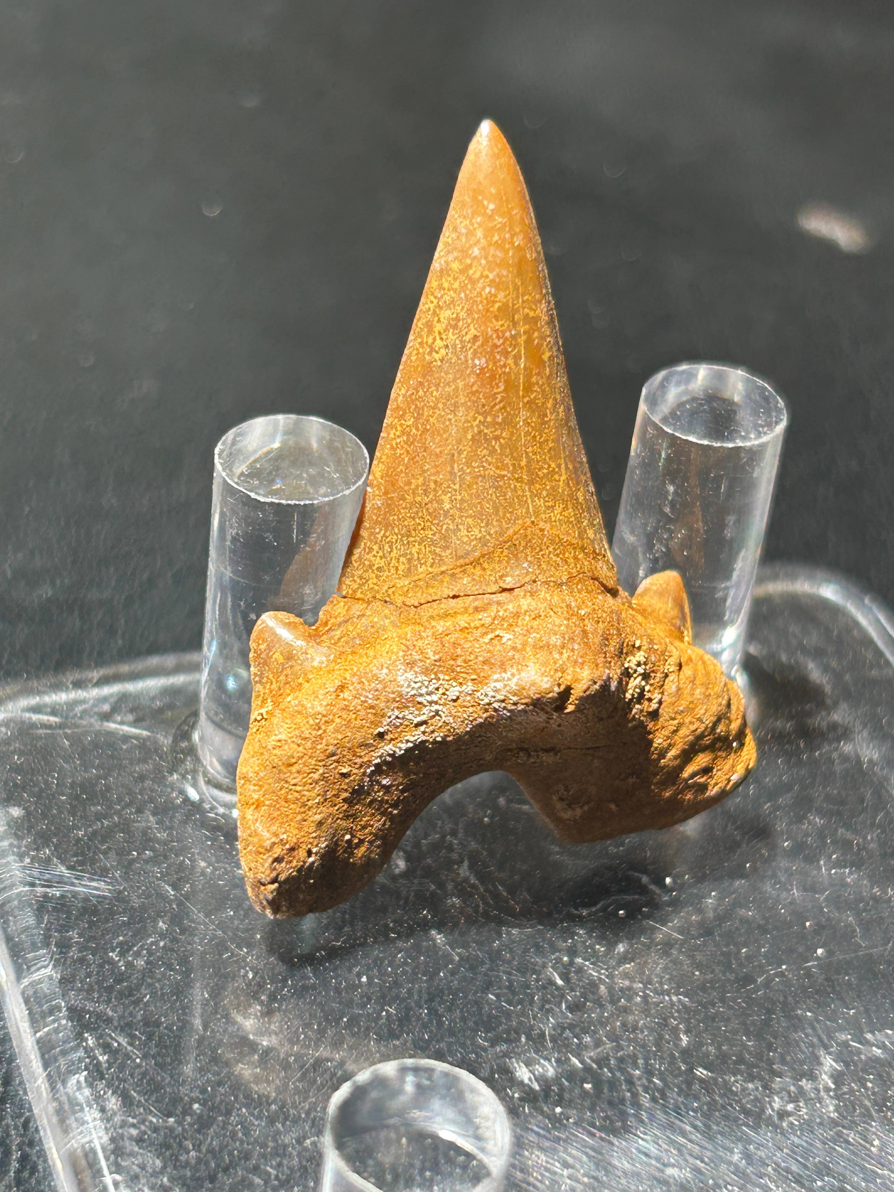 Metaphysical & Healing Crystals - Wholesale Spiritual Stone/Crystal - SHARK TEETH12