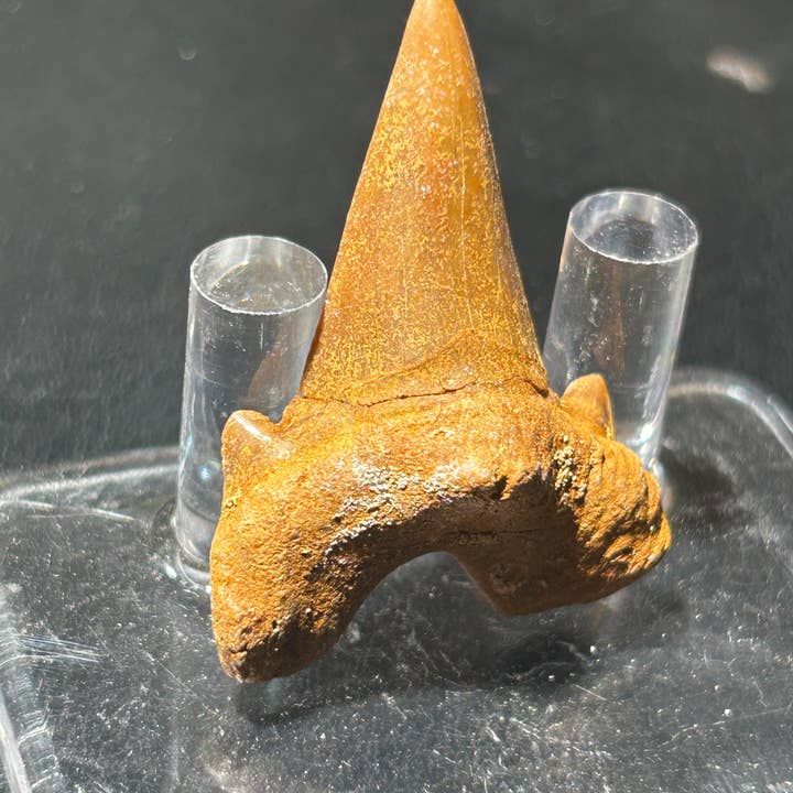 Metaphysical & Healing Crystals - Wholesale Spiritual Stone/Crystal - SHARK TEETH12