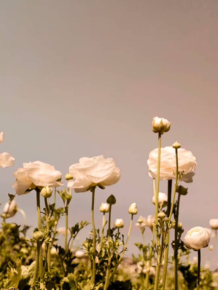 Flora n.º 15 para venta al por mayor de Wilder California